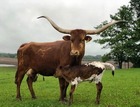 WS McGraw X WS Helen