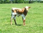 WS McGraw X Lady Diane