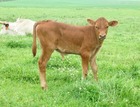 WS Vengeance X Class A