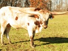 WS Geronimo