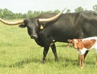 WS McGraw x WS Selene