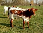 WS McGraw x WS Blue Bonnet