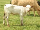 WS McGraw x HL Tulip Tears