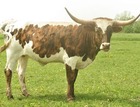 WS Hunywell