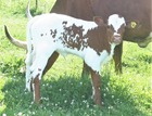 WS Torch