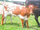 WS Lady Luck