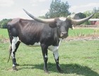 WS Quakizm
