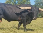 LWR Outlaw