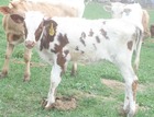 H4125