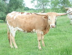 WS Butterscotch