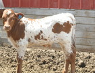 Smooth Operator X WS Mermaid