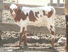 Smooth Operator X WS Toffee