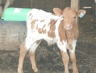 Smooth Operator X WS Butterscotch