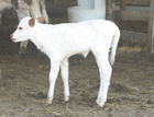 Smooth Operator X WS Pixie Dust
