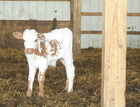 Smooth Operator X WS Moxie
