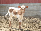 Smooth Operator X WS Purdy