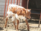 Smooth Operator X WS Shine Down