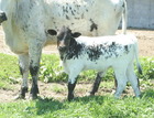 WS Unforgiven X WS Blue Bonnet