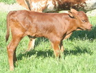 WS Apollo X DDR River Delta