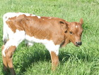 WS Unforgiven X WS Lady Hidalgo