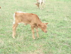BRR Rio Champion X WS Ranget