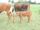 WS Apollo X M Arrow Heartache
