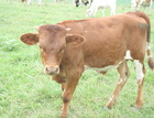 WS Dorothy X WS Vindicator