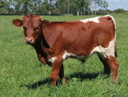 WS Lady Light X BRR Rio Champion