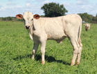 WS Apollo X M Arrow Ruby Tuesday