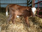 BRR Rio Champion X WS Eternity