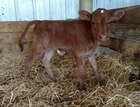 BRR Rio Champion X WS Grace
