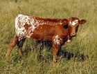 WS Vindicator X M Arrow Frosty Chill