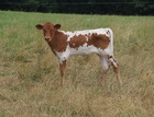WS Vindicator X WS Genie