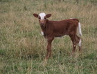 BRR Rio Champion X WS Hope
