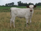 WS Vindicator X WS Class A