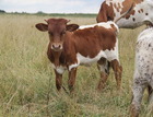 WS Elevation X WS Darling