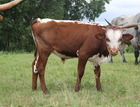 BRR Rio Cnampion X WS Helen