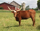 WS Artemis