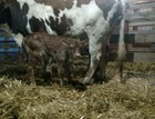 WS Guinevere x WS Elevation