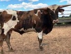 BRR Rio Champion X WS Lady Light