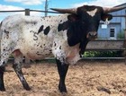 WS Vindicator X WS Beautiful
