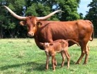 WS Apollo x WS Helen