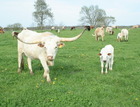 5-11-14 With her Austin heifer
