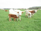 5-11-14 With her Austin heifer.
