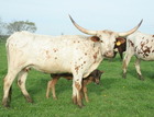 5-11-14 With Austin heifer.