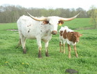 5-11-14 With her Austin heifer.