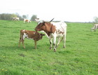 5-11-14 With her Austin heifer.