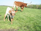 5-18-14 Her DDR Rio Ranger heifer.
